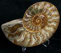 Cut and Polished Ammonite Pair #6188-3